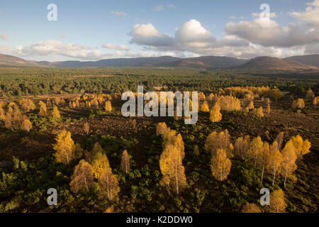 Vue aérienne sur Rothiemurchus Forest, parc national de Cairngorms, en Écosse, au Royaume-Uni, en octobre 2015. Banque D'Images