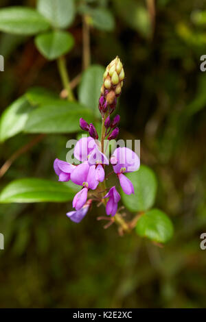 Fleurs sauvages sur l'Inca vers le Machu Picchu, le Pérou, Amérique du Sud Banque D'Images