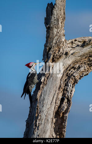 Lineated woodpecker (Dryocopus lineatus), assis sur l'arbre pourri, Pantanal, Mato Grosso do Sul, Brésil, Amérique du Sud Banque D'Images