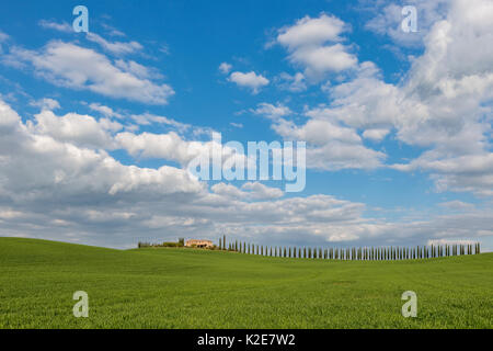 Country Estate Poggio Covili avec route bordée de cyprès (Cupressus), près de San Quirico d'Orcia, Val d'Orcia Banque D'Images