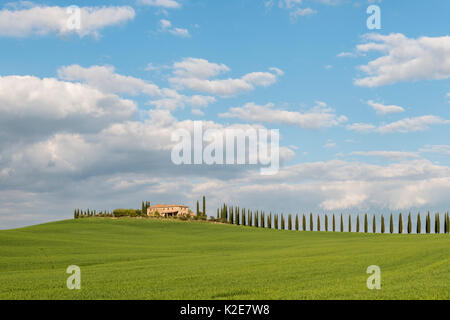 Country Estate Poggio Covili avec route bordée de cyprès (Cupressus), près de San Quirico d'Orcia, Val d'Orcia Banque D'Images