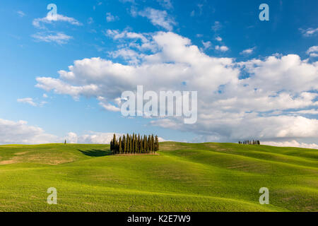 Groupe de cyprès (Cupressus) dans un champ, près de San Quirico d'Orcia, Val d'Orcia, Toscane, Italie Banque D'Images