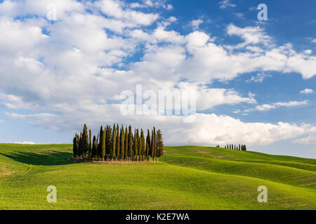 Groupe de cyprès (Cupressus) dans un champ, près de San Quirico d'Orcia, Val d'Orcia, Toscane, Italie Banque D'Images