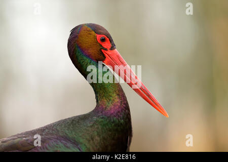 La cigogne noire (Ciconia nigra), tête portrait, Parc National de Kiskunság, Hongrie Banque D'Images