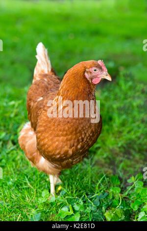 Brown poule hybride (Gallus gallus domesticus) marcher dans un pré, heureux le poulet dans les espèces d'élevage en libre parcours Banque D'Images