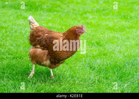 Brown poule hybride (Gallus gallus domesticus) marcher dans un pré, heureux le poulet dans les espèces d'élevage en libre parcours Banque D'Images