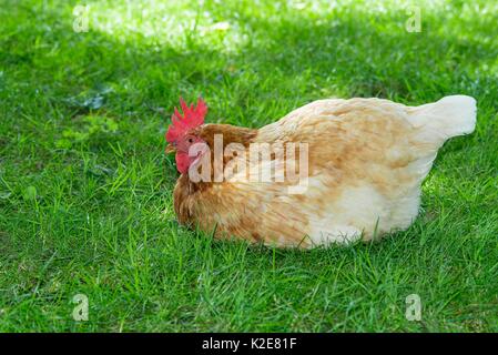 Brown poule hybride (Gallus gallus domesticus) assis dans un pré, heureux le poulet dans les espèces d'élevage en libre parcours Banque D'Images