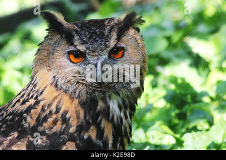 Un hibou brun fixant l'appareil photo dans le Parc National Hohe Tauern, Autriche Banque D'Images