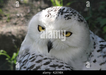 Snowy Owl portrait en Autriche Banque D'Images