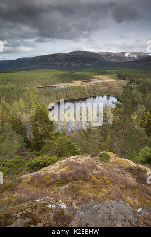 Uath Lochans entouré par des pins sylvestres (Pinus sylvestris), Glenfeshie, Parc National de Cairngorms, en Écosse, Royaume-Uni, mai 2014. Banque D'Images