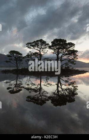 Le pin sylvestre (Pinus sylvestris) arbres se reflétant dans le Loch Maree à l'aube avec Slioch en arrière-plan, Wester Ross, Scotland, UK, novembre 2014. Banque D'Images