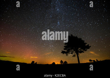 Le pin sylvestre (Pinus sylvestris) silhouetté contre le ciel de nuit, le Parc National de Cairngorms, en Écosse, au Royaume-Uni, en octobre 2015. Banque D'Images