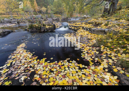 À l'automne, avec la rivière Cannich tombé tremble (Populus tremula) feuilles, Highlands, Scotland, UK, octobre 2015. Banque D'Images