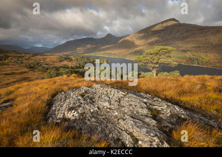 Vue sur forêt en régénération aux côtés de Loch Affric, réserve naturelle nationale de Glen Affric, Écosse, Royaume-Uni, octobre 2015. Banque D'Images