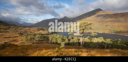 Vue sur forêt en régénération aux côtés de Loch Affric, réserve naturelle nationale de Glen Affric, Écosse, Royaume-Uni, octobre 2015. Banque D'Images