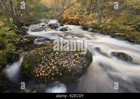 River / brûler qui coule à travers la forêt, la réserve naturelle nationale de Glen Affric, Highland, en Écosse, en octobre 2015. Banque D'Images