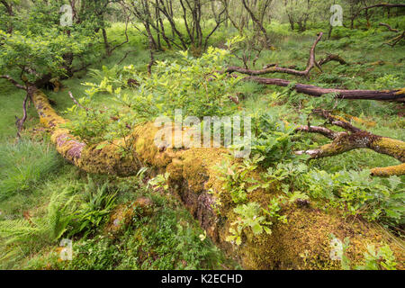 Fallen Oak (Quercus sp) avec la croissance des pousses de tronc dans oakwood Atlantique, Taynish National Nature Reserve, Argyll, Scotland, UK, juin. Banque D'Images