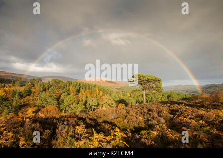 Arc-en-ciel sur le pin sylvestre (Pinus sylvestris), Glen Affric, Highlands, Scotland, UK, octobre 2015. Banque D'Images