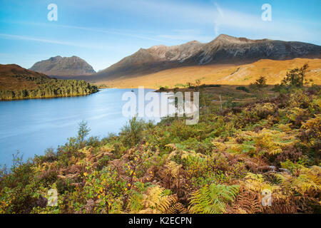 La régénération sur Scrub Coulin Estate, Loch Torridon, Clair, Wester Ross, Scotland, UK, octobre 2015. Banque D'Images