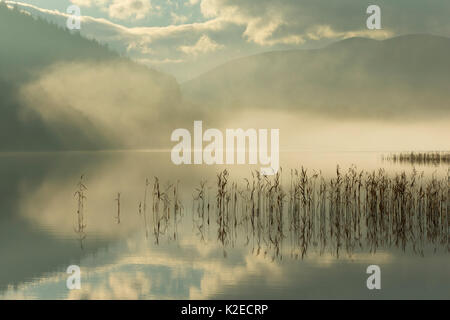 Roseaux en morning mist, Loch Pityoulish, Parc National de Cairngorms, en Écosse, au Royaume-Uni, en novembre 2014. Banque D'Images