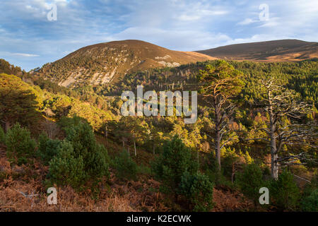 Bois de pin dans Ryovan Col montrant la régénération et la ligne naturelle des arbres, Glenmore, Parc National de Cairngorms, en Écosse, au Royaume-Uni, en novembre 2013. Banque D'Images