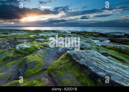 Estran rocheux couverts d'algues au coucher du soleil, de Moray, Moray, Écosse, Royaume-Uni, août 2013. Banque D'Images