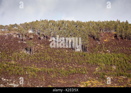 Bois de pins isolés montrant la régénération des arbres dans les landes de bruyère, succession de Lochindorb, Ecosse, UK, avril 2016. Banque D'Images