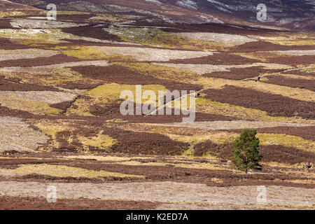 Mosaïque de landes et de bruyère de montagne pin isolé sur le tétras du Canada et du nord de l'Écosse, tir, UK, avril 2016. Banque D'Images