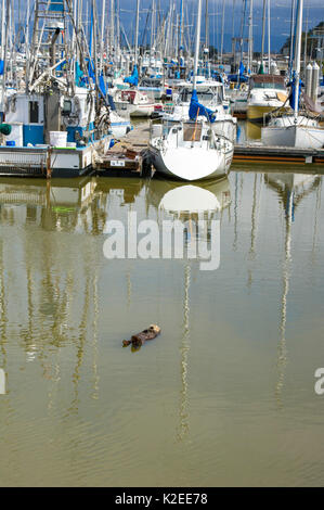 Californie loutre de mer (Enhydra lutris) endormi à la surface dans le port, la baie de Monterey, Californie, USA, est de l'océan Pacifique, peut Banque D'Images