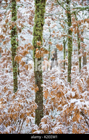 Chêne (Quercus faginea) dans la neige, les troncs couverts de lichens, Parc Naturel Alto Tajo, Guadalajara, Espagne. Banque D'Images