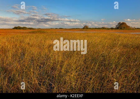 Le Sawgrass Prairie, Parc National des Everglades, en Floride, aux États-Unis. Janvier. Banque D'Images