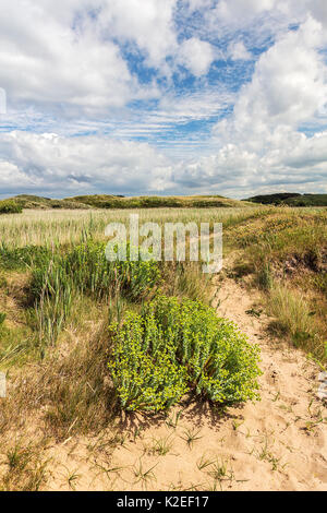 L'euphorbe ésule (Euphorbia paralias mer), l'estuaire de la Dee, Hoylake, Wirral, UK, juin. Banque D'Images