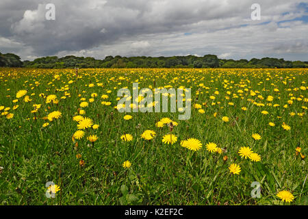 Catsear commun (Hypochaeris radicata) et en automne (Hawkbit Leontodon autumnalis) growing in field sur ferme biologique près de Willaston, Wirral, UK, juillet. Banque D'Images