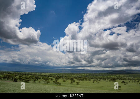 Paysage de la zone de conservation de Ngorongoro, en Tanzanie. Mars 2008 Banque D'Images