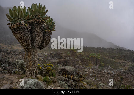 (Dendrosenecio kilimanjari séneçon géant) le long de la route Machame, le Kilimandjaro, Tanzanie. Mai 2008 Banque D'Images