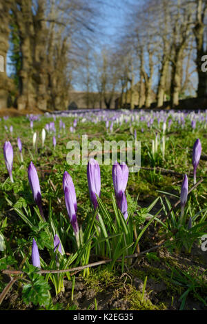 Tapis de Crocus Crocus vernus (Néerlandais) la floraison au début du printemps, Wiltshire, Royaume-Uni, Fenruary. Banque D'Images