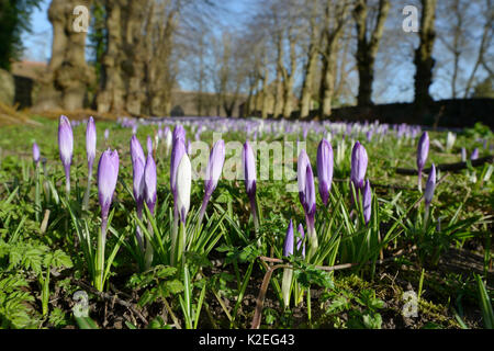 Tapis de Crocus Crocus vernus (Néerlandais) la floraison au début du printemps, Wiltshire, Royaume-Uni, février. Banque D'Images