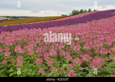 Spider éblouissante fleurs (Cleome hassleriana) dans les domaines de l'Shikisai no Oka, Hokkaido, Japon Banque D'Images