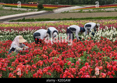 L'élagage des gueules de travailleurs (Antirrhinum) sur le Shikisai no Oka gardens, Hokkaido, Japon Banque D'Images