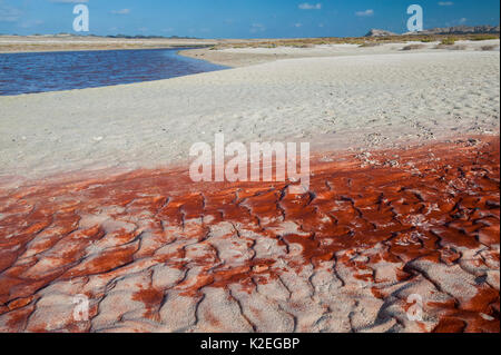 Modèle de sable rougeâtre et l'eau dans le lagon, couleur causé par les minéraux dissous, l'île de Masirah, Sultanat d'Oman, février. Banque D'Images