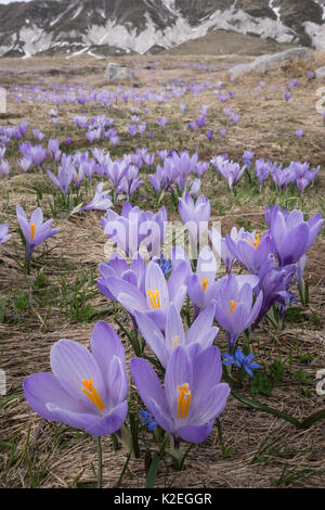 Printemps crocus (Crocus vernus) sur le Campo Imperatore, Abruzzo, Italie. Avril. Banque D'Images