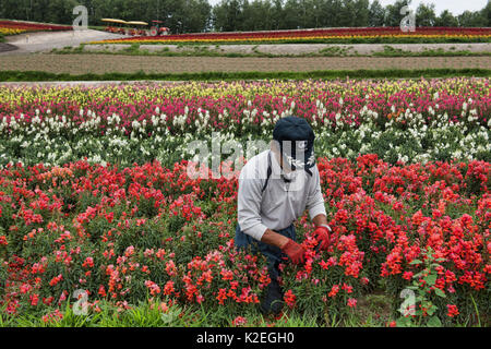 L'élagage des gueules de travailleur (Antirrhinum) sur le Shikisai no Oka gardens, Hokkaido, Japon Banque D'Images