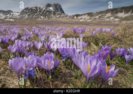Printemps crocus (Crocus vernus) sur le Campo Imperatore, Abruzzo, Italie. Banque D'Images