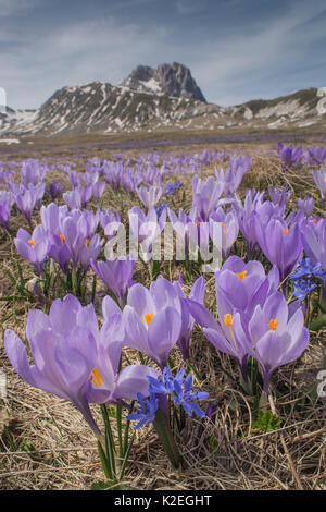 Printemps crocus (Crocus vernus) sur le Campo Imperatore, Abruzzo, Italie. Avril. Banque D'Images