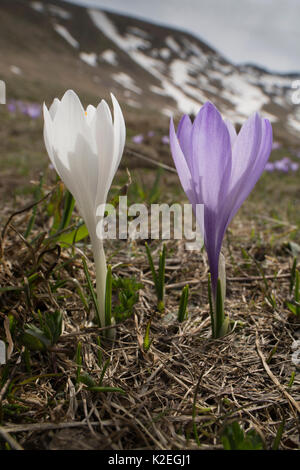 Printemps crocus (Crocus vernus) sur le Campo Imperatore, Abruzzo, Italie. Avril. Banque D'Images
