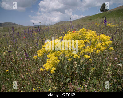 Pastel (Isatis tinctoria) fleurs, Campo Imperatore, Abruzzes, Italie Juin. Banque D'Images