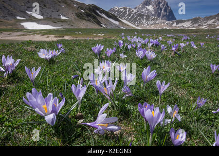 Printemps crocus (Crocus vernus) sur le Campo Imperatore, Abruzzo, Italie. Avril. Banque D'Images