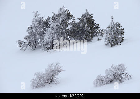 Arbres dans la neige sur Mont-Aigoual, Parc National des Cévennes, France, mars 2016. Banque D'Images