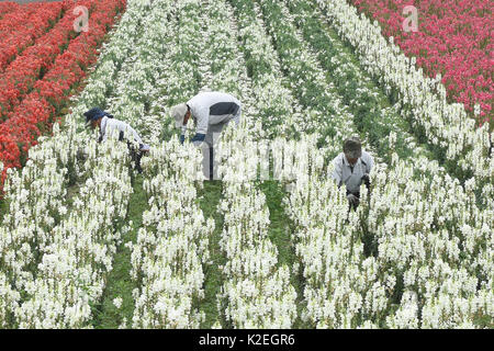 L'élagage des gueules de travailleurs (Antirrhinum) sur le Shikisai no Oka gardens, Hokkaido, Japon Banque D'Images