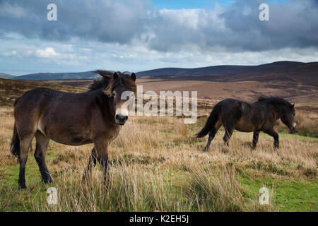 Poneys Exmoor avec Dunkerry au-delà de la balise, Parc National d'Exmoor, Somerset, Angleterre, Royaume-Uni, novembre 2014, Banque D'Images